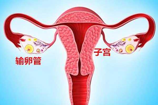 香港验血查dna费用,宫腔积液如何影响辅助生殖技术中助孕过程？